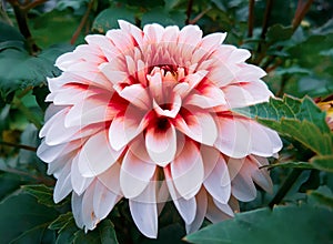  Red and white Dahlia flower image