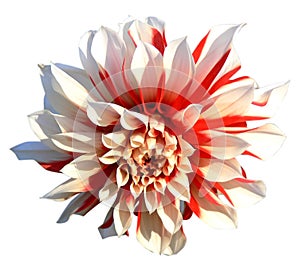 Red and white dahlia flower. Isolated photo with transparent background. Decorative element