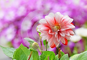 A blanco dalia flor primavera vistoso 