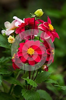 Red and white dahlia flowers in the garden. Beautiful dahlia flower on a blurred green background. Blooming background of a