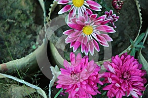 Red white Dahlia flowers with rain drops, top view wallpaper background. Colorful dahlia flowers, wallpaper backdrop. Blossoming