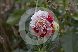 Red and white dahlia