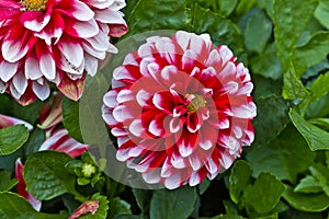 Red and white decorative Dahlias flowers