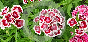 Red and white dianthus barbatus or dianthus chinensis flowers