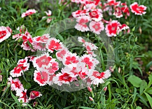 Red white Dianthus Chinensis Flowers