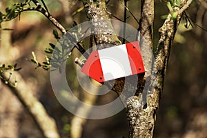 Red and White Directional Trail Sign on a Olive Tree - Liguria Italy