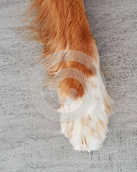 red - white dog paw. Close-up photo