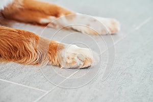 red - white dog paw. Close-up photo