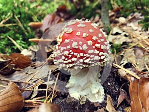 Red white-dotted amanita mushroom in autumn forest