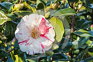 Red and white double-flowered hybrid camellia flower in bloom