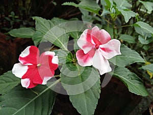 Red and white dual colour Chinese balsam