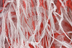 Red and white feathers of a boas
