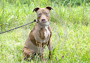 Red and white female American Pit Bull Terrier mix breed sitting down outside on leash
