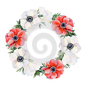 Red and white field poppies flowers round wreath frame watercolor isolated illustration. Anemones circle template