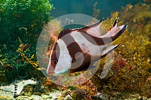 Red and white fish in green algae