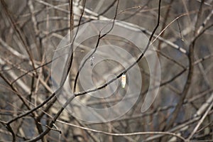 Fishing Bobber Caught in a Tree