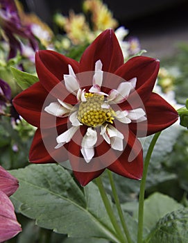 Red and White Flower