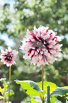 Red and white flower blooming with green leaf background