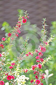 Red and white flower blooming with green leaf background