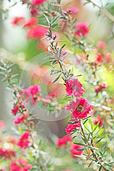 Red and white flower blooming with green leaf background