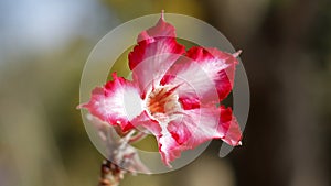 Red and white flower on a cactus, zoomed.