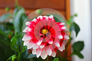 Red and white flower