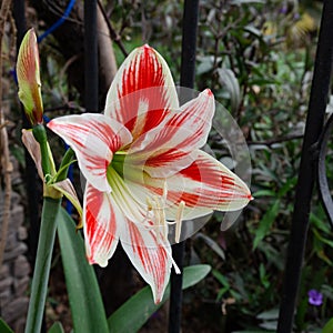 Red and white flower