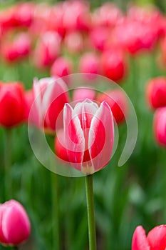 Red and white flower of tulip sort Candy Apple Delight.