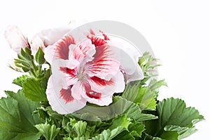 Red-white flower of a two-color geranium