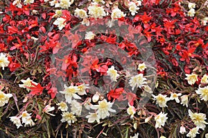 Red and white flowering Begonia in a city flower bed