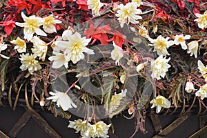 Red and white flowering Begonia in a city flower bed