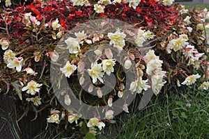 Red and white flowering Begonia in a city flower bed