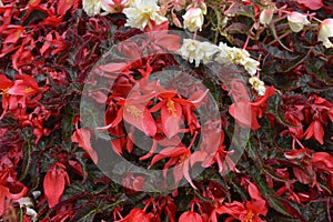 Red and white flowering Begonia in a city flower bed