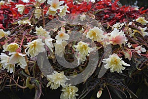 Red and white flowering Begonia in a city flower bed