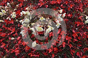 Red and white flowering Begonia in a city flower bed