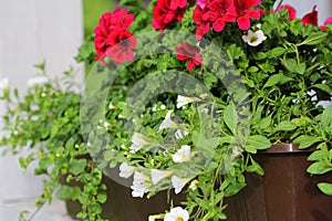 Red and white flowering plants in a flower box