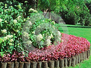 Red and White Flowers in aGarden Setting