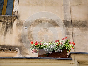 Red and White Flowers in Box on Wall