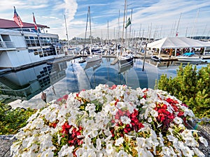 Red and white flowers decorate the seaside walk in Sidney, Vancouver Island, British Columbia to celebrate Canada 150 anniversary
