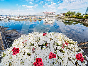 Red and white flowers decorate the seaside walk in Sidney, Vancouver Island, British Columbia to celebrate Canada 150 anniversary