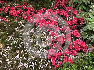 Red and white flowers in Gardens by the Bay Singapore photo