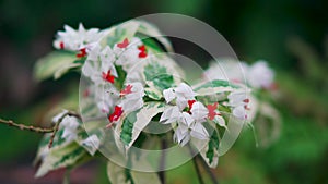 Red and white flowers with green leaf and wind blowing