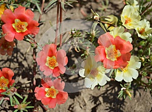 Red and white flowers - portulaca