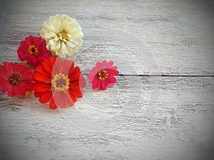 red and white flowers on wood background