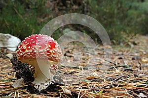 Red and white fly agaric toadstool in a Scottish woodland