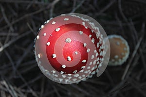 Red-white fly agaric - top view