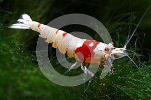 Red and white freshwater Bee Shrimp Caridina cantonensis