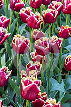 Red and white frilled tulips in a garden