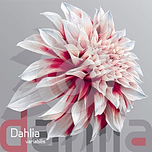 Red-white garden dahlia