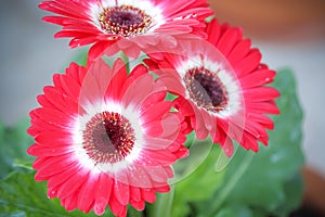 Red white gerbera or barberton daisy flowers blooming with green leaf stem in pot macro background